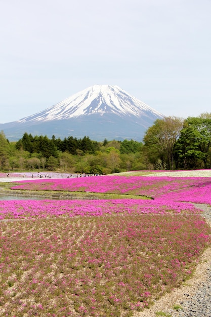 Photo japanese fuji mountain landscape in a sunny day with colorful flowers and a lake