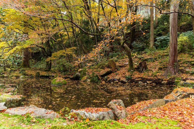 Japanese garden in autumn season