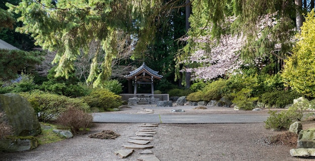 Japanese garden cherry blossoms in full bloom