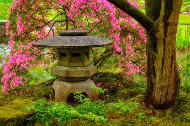 Foto giardino giapponese, parco clingendael, l'aia, paesi bassi