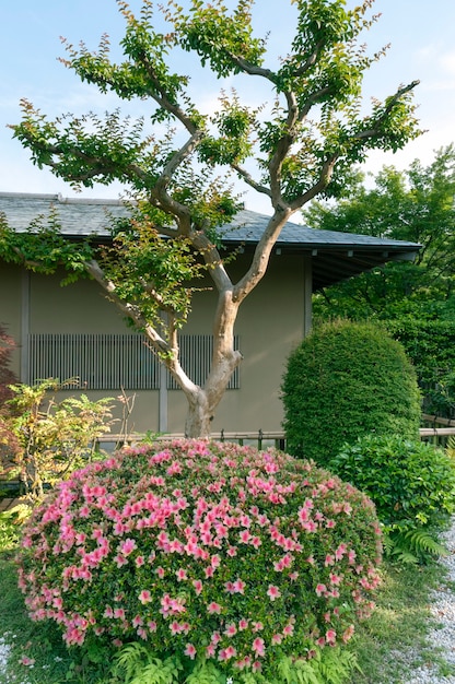 Japanese garden with blossom azalea bush and scenic tree by springtime