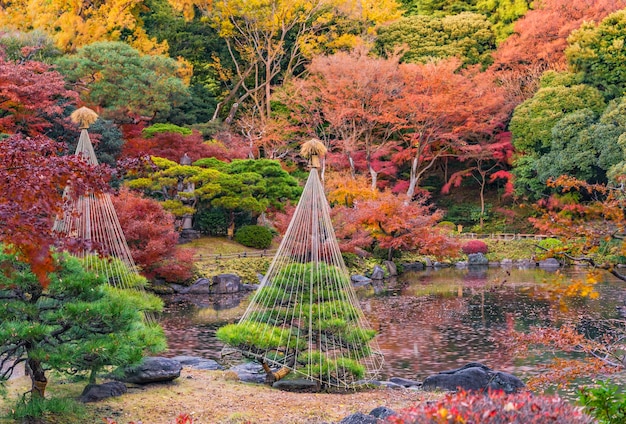 写真 日本の庭園冬の傘で保護された松の木赤と黄色のメープルモミジ