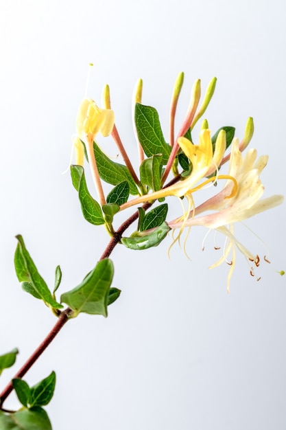 Photo japanese honeysuckle branch isolated on white wall. high quality photo