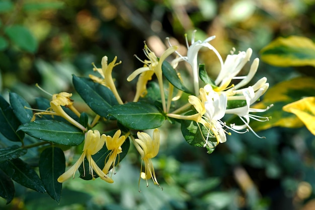 정원에 있는 일본 인동덩굴 lonicera japonica