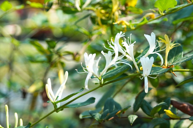 사진 정원에 있는 일본 인동덩굴 lonicera japonica