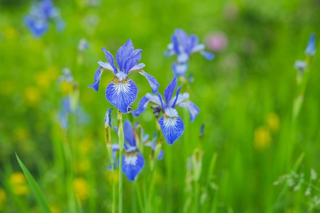 일본 아이리스 정원에 있는 아름다운 푸른 아이리스 녹색 정원 배경에 닫혀 있는 아이리스 꽃 화창한 날 큰 재배 꽃 아이리스 게르마니카 아이리스 꽃이 정원에서 자라고 있습니다