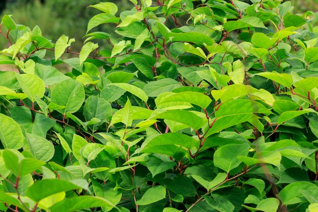 Photo japanese knotweed