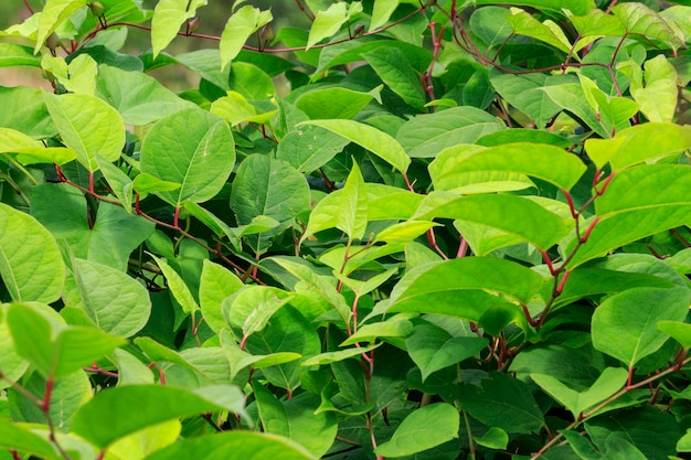 Photo japanese knotweed