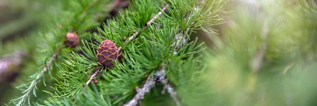 日本のカラマツ新緑葉の日本のカラマツ larix kaempferi 夏の枝にカラマツ コーン