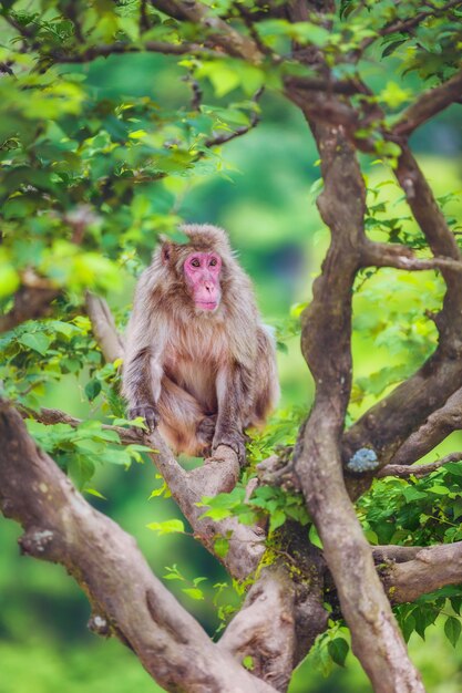 Macaco giapponese sul ramo, arashiyama, kyoto, giappone