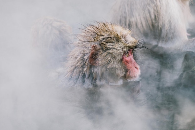 Photo japanese macaque in hot spring