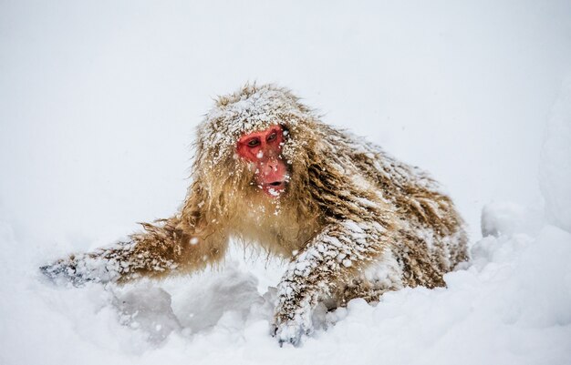 ニホンザルが雪の中に座っている