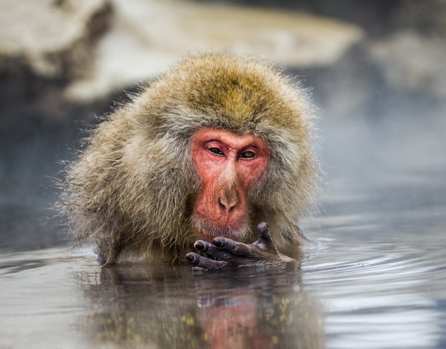 Japanese macaque is sitting in water in a hot spring. Japan. Nagano. Jigokudani Monkey Park.