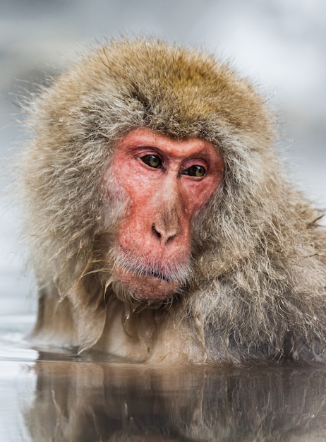 Japanese macaque is sitting in water in a hot spring