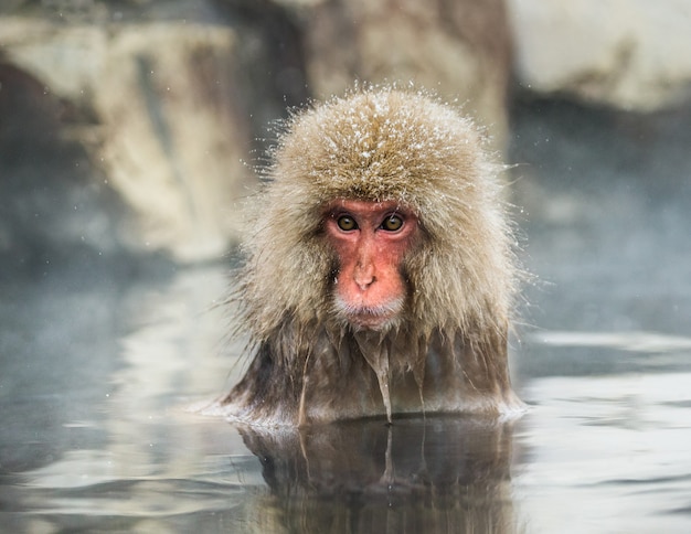 Japanese macaque is sitting in water in a hot spring