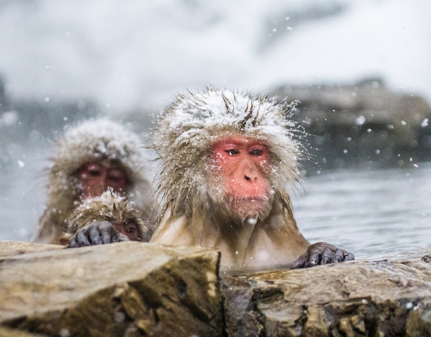 Japanese macaque is sitting in water in a hot spring