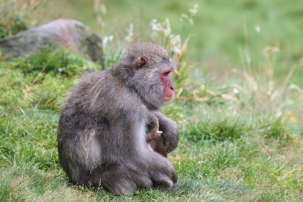 Японская макака (Macaca fuscata) или Снежная обезьяна с детенышем