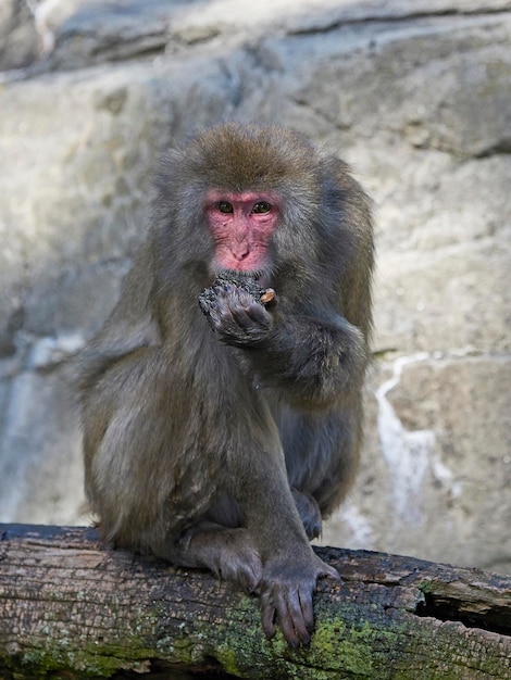 ニホンザル Macaca fuscata