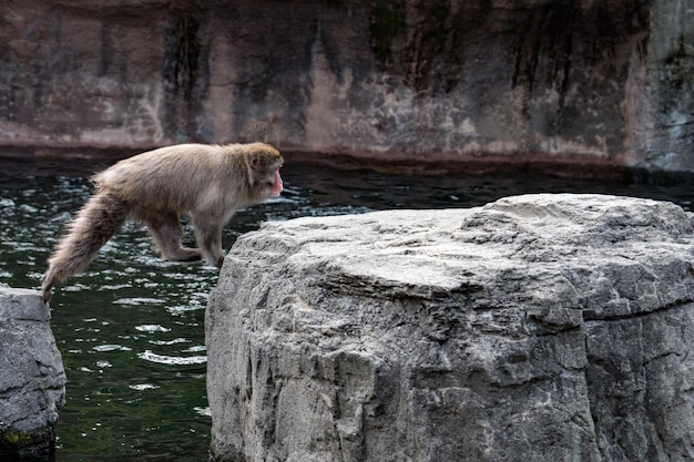 Japanese macaque monkey while jumping on the rocks