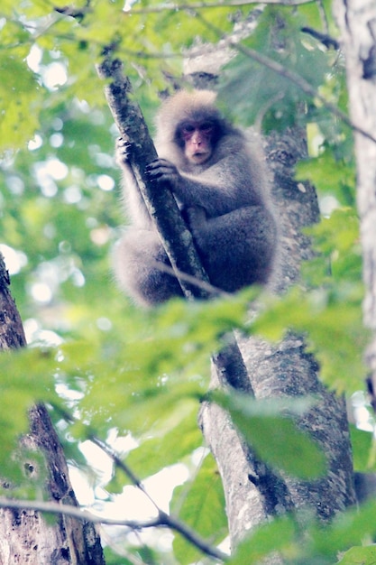 Japanese macaque sitting on branch