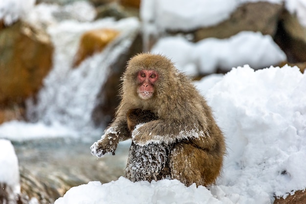 写真 雪の中で座っているニホンザル