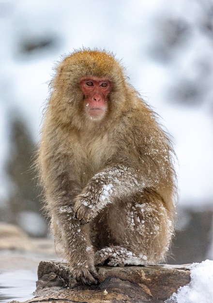 Japanese macaque sitting in the snow