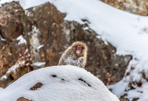 雪の中で座っているニホンザル