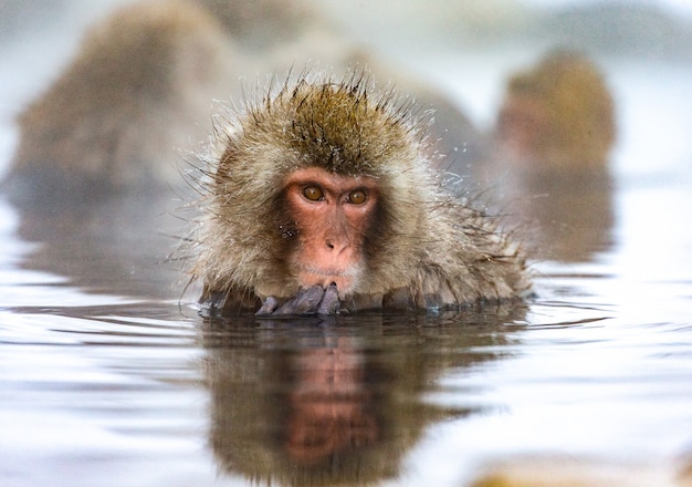 Japanese macaque sitting in water