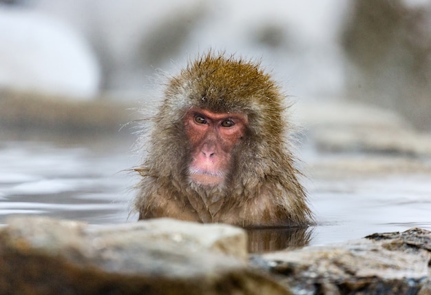 水に座っているニホンザル