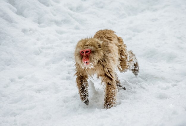 ニホンザルが雪の中を走っています。日本。長野。地獄谷野猿公苑。