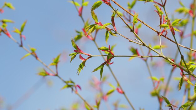 아세르 팔마 (Acer palmatum) 의 새로운 녹색 잎