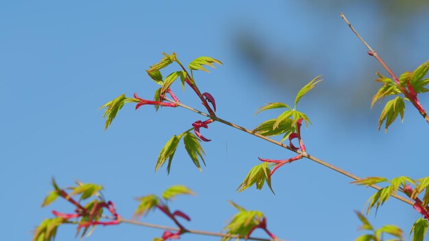日本のメープル (Acer maple) は日本に生息するメープルの一種である