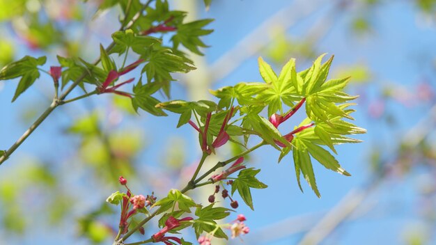 日本のメープル樹は緑と赤の鮮やかな緑の葉っぱで春の4月に展開しています