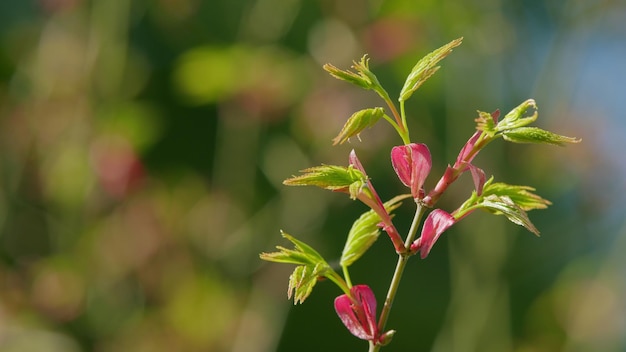 Foto gli aceri giapponesi spuntano in verde e rosso fogliame verde brillante che si sviluppa in aprile primavera da vicino