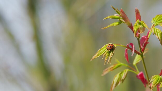 Japanese maple shoots in green and red red seven spot insect is the most common ladybird in europe