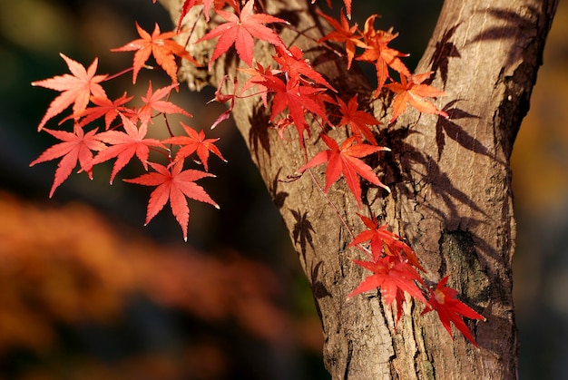 레드 일본어 단풍 나무 leafs 근접, 왼쪽 빨간색에 초점 leafs