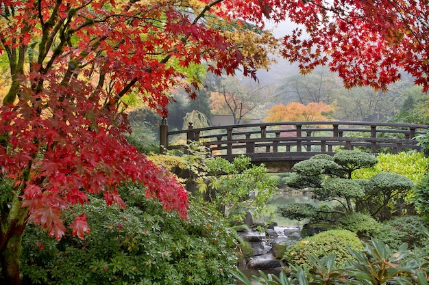 Foto alberi di acero giapponese dal ponte in autunno