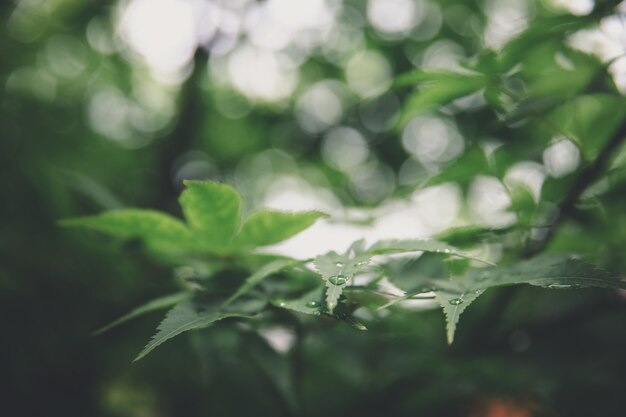 Japanese maples leaves closeup