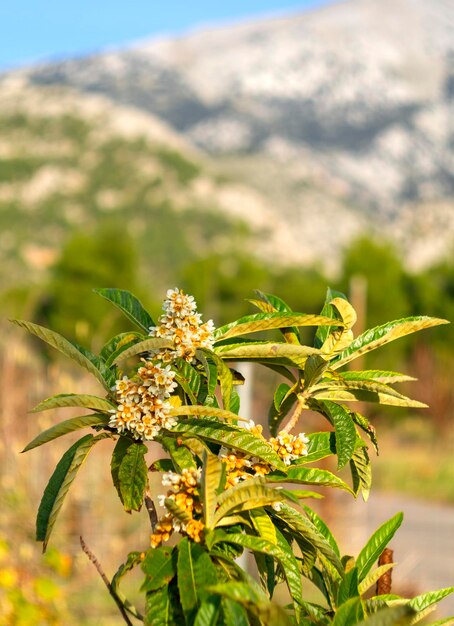 Japanese medlar (Eriobotrya japonica ) blooms on a winter day in Greece