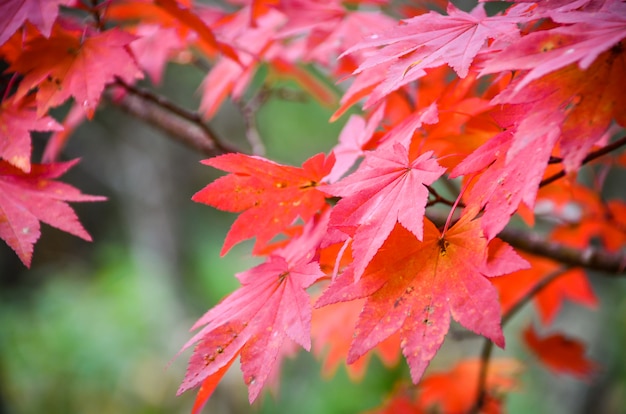 Japanese natural maple tree in autumn season with leaves color change