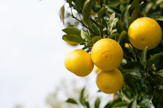 Japanese orange 