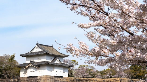 Japanese peach tree blossom