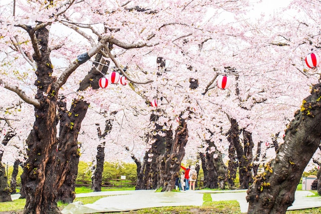 Japanese people come to watch cherry blossom