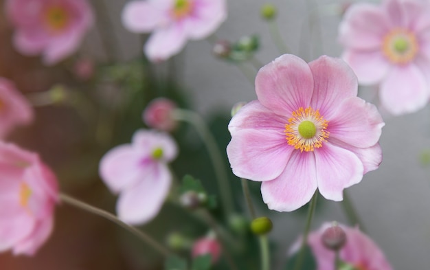 Japanese pink blooming anemone flower Closeup delicate purple flower Natural background