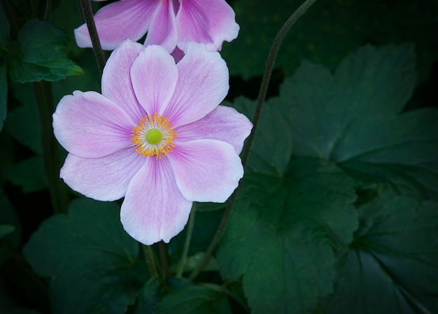 Japanese pink blooming anemone flower Closeup Natural background