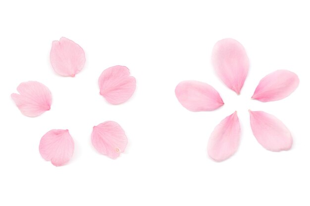 사진 하 바탕 에 고립 된 일본 분홍색 체리 꽃 잎자루