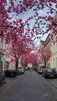 Photo japanese pink cherry blossoms on the streets of bonn germany april 20 2023