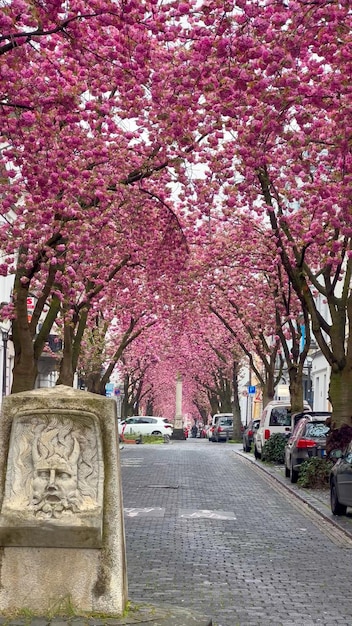 Photo japanese pink cherry blossoms on the streets of bonn germany april 20 2023