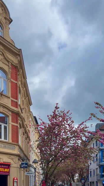 Photo japanese pink cherry blossoms on the streets of bonn germany april 20 2023