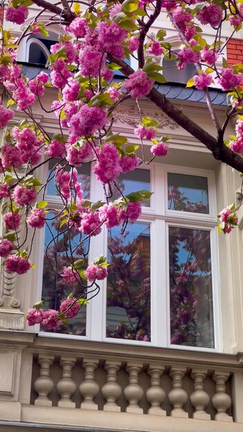 Japanese pink cherry blossoms on the streets of Bonn Germany April 20 2023